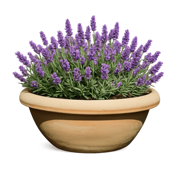 Schale aus Impruneta Terracotta – frostfest bis -30 Grad